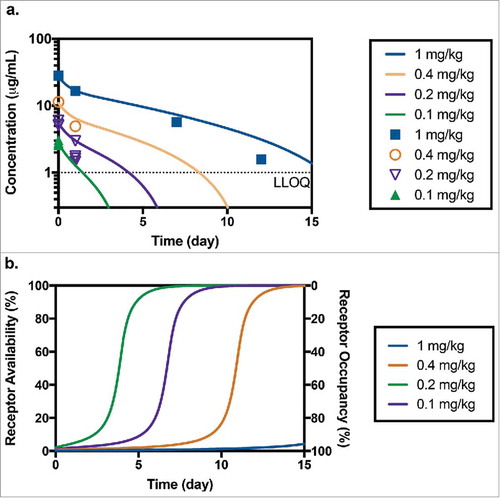 Figure 4. (a) Predicted and measured concentrations of TAB after administration of 0.1 mg/kg (n = 4), 0.2 mg/kg (n = 4), 0.4 mg/kg (n = 1) and 1 mg/kg (n = 1) of anti-CD33 ADC in toxicology study in cynomolgus monkey (LLOQ = 1 µg/mL). (b) Corresponding model predicted receptor availability/occupancy for the same study.