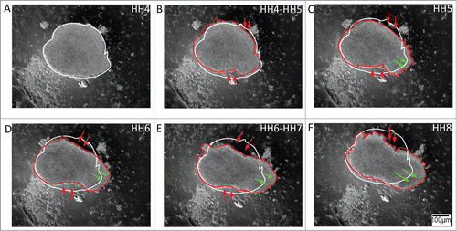 Figure 4. Tissue explants from Hensen's node (the avian organizer) demonstrate polarized expansion in culture, which is reminiscent of axis elongation. (A – F) The nearly circular initial perimeter (white trace) of the organizer explants from HH5 embryos fails to persist at the expanding tissue front through HH7. In contrast to anterolateral and posterolateral tissue explants, the node explants undergo a polarized extension reminiscent of notochord elongation in the intact embryo (red trace). Red and green arrows denote the convergence and extension boundaries of the tissue, respectively; thus, demonstrating that the Hensen's node tissue has the potential to act as a polarized morphogenetic movement generator. Supplementary movie 4 accompanies figure 4. Mag bar = 100 μm.