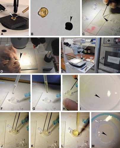 Figure 1. Protocol for the preparation of single fossil pollen grains for TEM, part 1 (fixation and infiltration). A. Fossil pollen picked-up with micromanipulator (nasal hair; arrowhead) from SEM stub. B. Two fossil pollen grains seen under LM, black grain is coated with gold (arrowhead). C, D. Pollen picked-up from glycerine with micromanipulator (C, arrowhead) and transferred into embedding mould (D, arrowhead). E. Equipment setup, binocular under fume hood. F, G. Embedding mould, a microcentrifuge tube lid, filled with acetone (F) and embedding media (G). H, I. Micromanipulator used to place the pollen (I, arrowhead) in the ± middle of the embedding mould. J–L. Placing plastic pipette section (arrowhead) over pollen grain, adding embedding media. M. Pollen grain (black arrowhead) positioned inside the pipette section (white arrowhead).