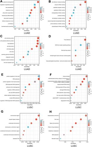 Figure 7 Enrichment analysis of ARL14 in LUAD and LUSC. (A–C) Significant Gene Ontology terms of the top 1200 genes most associated with ARL14 in LUAD, including BP, MF, and CC. (D) Significant KEGG pathways of the top 1200 genes most associated with ARL14 in LUAD. (E–G) Significant Gene Ontology terms of the top 1200 genes most associated with ARL14 in LUSC, including BP, MF, and CC. (H) Significant KEGG pathways of the top 1200 genes most associated with ARL14 in LUSC.