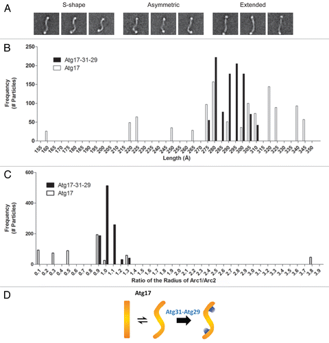 Figure 3. Analysis of the conformational flexibility of Atg17. (A) Structural segregation of class averages from classification of 5,922 negatively-stained His-MBP-tagged Atg17 particles exhibiting a range of conformations Atg17 can adopt: S-shaped, asymmetric, and extended. Side length of each panel is 64 nm. (B) Distribution of junction-to-junction lengths measured for 17 class averages (1,029 total particles) of His-MBP-labeled Atg17-Atg31-Atg29 (black) and 18 class averages (1,099 total particles) of His-MBP-Atg17 (white). Median length was 293 Å and 285 Å for His-MBP-Atg17-Atg31-Atg29 and His-MBP-Atg17, respectively. (C) Distribution of the ratio of curvature measured for the two arcs within each ternary complex and Atg17 dimer. Seventeen class averages (1,029 total particles) of His-MBP-labeled Atg17-Atg31-Atg29 (black) and 9 class averages (539 total particles) of His-MBP-Atg17 particles (white) were analyzed. Median radius was 75 Å and 213 Å for His-MBP-Atg17-Atg31-Atg29 and His-MBP-Atg17, respectively. (D) Schematic depicting the role of Atg29 and Atg31 in defining and stabilizing the distinct curvature of Atg17.