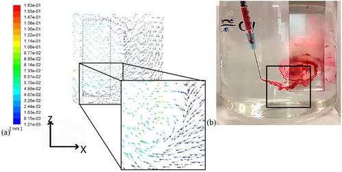 Figure 7. Comparison between (a) a vortex in the computational velocity vectors in the plane y = 2 cm (parallel to the xz plane) at 14.25 s with (b) a dye injection experiment at a depth of 8 cm.