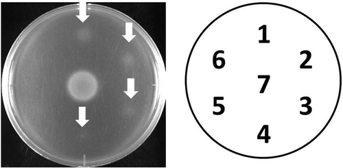 Figure 3. Growth restoring activity of kujigamberol C (4) in the YNS17 strain. Growth restoring activity of kujigamberol C (4) against the YNS17 strain (zds1Δ erg3Δ pdr1Δ pdr3Δ) in the presence of 0.3 M CaCl2. 1: 0.5 μg/spot, 2: 0.25 μg/spot, 3: 0.13 μg/spot, 4. 0.063 μg/spot, 5: 0.031 μg/spot, 6: 0.016 μg/spot, 7: 2.5 ng/spot (FK506). Arrows indicate the growth restoring activity.