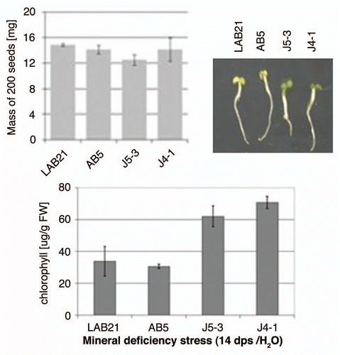 Figure 7 Effect of mineral deficiency stress on plants overproducing Joka2 fusion proteins. The mass of 200 seeds determined before sowing as well as the phenotype and chlorophyll content of tobacco seedlings germinated and maintained for 14 d in water are shown. LAB21, LA Burley 21; AB5, the line producing EGFP; J4-1, the line producing Joka2-YFP, J5-3, the line producing Joka2-CFP.