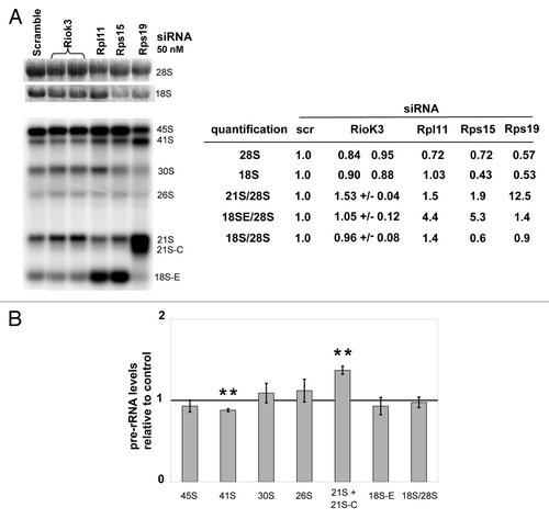 Figure 5. Impact of RioK3 depletion on ribosome biogenesis. (A) Analysis of rRNA and pre-rRNA levels in HeLa cells transfected with scramble or RioK3, Rpl11, Rps15, or Rps19 siRNAs. Identical amounts of RNAs (3 μg) from HeLa cells, extracted 48 h after transfection, were separated on a 1.2% agarose gel and then transferred to a Hybond N+ membrane. The mature rRNA species were revealed by ethidium bromide staining and the pre-rRNA species by hybridization with a 32P-labeled 5′-ITS1 probe. Mature rRNA, 21S and 18S-E pre-rRNA species were quantified. Pre-rRNA species are described in Fig. S1. (B) Levels of pre-rRNA intermediates in RioK3 siRNA-treated cells 48 h post transfection relative to those in cells treated with scramble siRNAs (arbitrarily set to 1). The means (+/− SEM) of 3 independent Northern experiments are presented. Pair-wise statistical analysis was performed with Student’s t-test: *p < 0.05; **p < 0.01; ***p < 0.001.