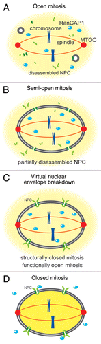 Figure 1 Four modes of nuclear envelope morphology during mitosis in eukaryotes. (A) In higher eukaryotes, both the nuclear membrane and the NPCs disassemble at the beginning of mitosis, and subsequently chromosomes are segregated by the mitotic spindle during mitosis. (B) In a filamentous fungus Aspergillus nidulans, the nuclear membrane does not disassemble, but the NPCs are partially disassembled and RanGAP1 enters into the nucleus. (C) In the fission yeast Schizosaccharomyces pombe, both the nuclear membrane and the NPCs remain intact but RanGAP1 enters into the nucleus, resulting in V-NE BD during meiosis II. In (B and C), the collapse of the Ran-GTP gradient results in scrambling of nuclear and cytoplasmic materials. (D) Many lower eukaryotes, like fungi, undergo closed mitosis. During closed mitosis both the nuclear membrane and the NPCs remain intact, RanGAP1 remains localized in the cytoplasm, and the Ran-GTP gradient across the NE remains intact.