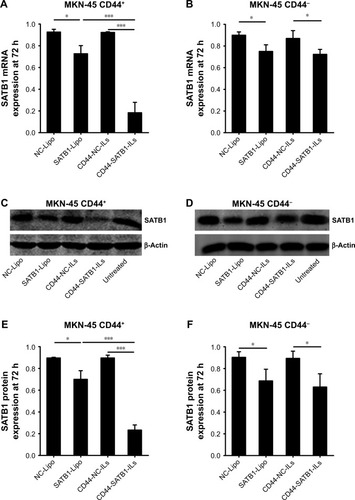 Figure 4 The gene-silencing activity of liposomes on gastric cancer cells, evaluated by (A and B) RT-PCR and (C–F) Western blot.