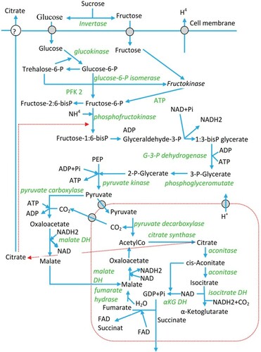 Figure 3. Schematic representation of the metabolic reactions involved in citric acid production, the enzymes (italics), the known feedback loops (dashed lines) and their locations within the cellular structure of Aspergillus niger (Papagianni Citation2007).