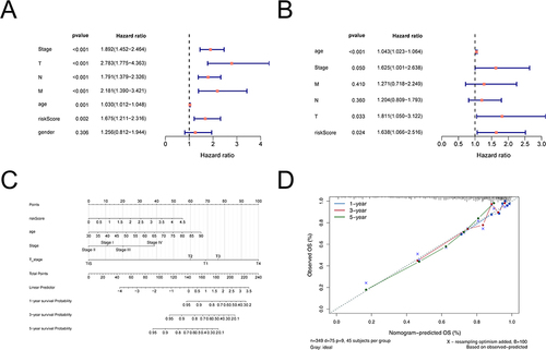 Figure 5 The nomogram model construction and validation. (A) Uni-Cox independent prognostic analysis. (B) Multi-Cox independent prognostic analysis. (C) A nomogram as shown, the C index of the nomogram was 0.761719. (D) The correction curve of the line graph. Blue, red, and green circles represent calibration curves for 1, 3 and 5 years, respectively; blue crosses represent points where the observed and predicted incidence deviated from the calibration curve.