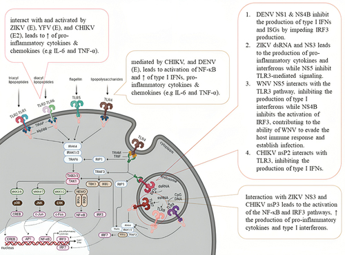 Figure 2. Evasion and modulation of TLR pathway by the arboviruses. This figure illustrates the intricate mechanisms by which these arboviruses evade or modulate the TLR pathway during infection. Also included are the natural ligands for respective TLRs.