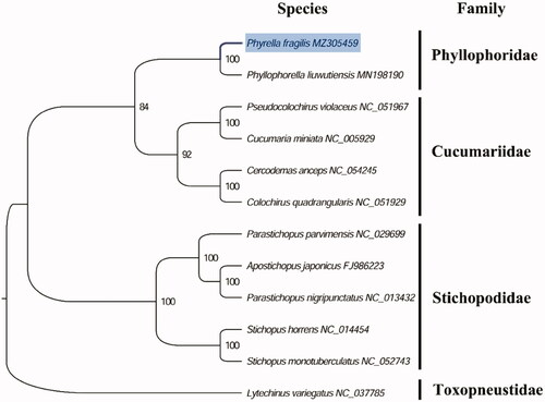 Figure 1. Phylogenetic tree of 12 species in echinoderms. The complete mitogenomes were downloaded from GenBank and the phylogenic tree based on the concatenated nucleotide sequences of 13 mitochondrial PCGs was constructed by maximum-likelihood method via PhyML online server (http://www.atgc-montpellier.fr/phyml/), using GTR substitution model with 100 bootstrap replicates. The bootstrap values are indicated at each branch nodes, echinoid (Lytechinus variegatus) was rooted to be outgroup species.