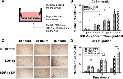 Figure 2 An in vitro transwell migration model was set up to analyze the ability of SDF-1α released from nanoparticles to induce site-directed migration of stem cells. (A) Representative images of transmigrated MSCs in response to SDF-1α, nanoparticles, and SDF-1α-loaded nanoparticles in a transwell assay. (B) Average number of transmigrated MSCs with various concentrations of SDF-1α in a transwell migration assay. (C) Representative images of transmigrated MSCs in response to nanoparticles, SDF-1α, and SDF-1α-loaded nanoparticles in a transwell assay. (D) Average number of transmigrated MSCs in a transwell migration assay after 12, 24, and 36 hours of incubation.Notes: The results are shown as the mean ± standard deviation of five different fields from three independent experiments. *P<0.01, **P<0.01, n=15.Abbreviations: NP, nanoparticles; MSC, mesenchymal stem cells; SDF-1α, stromal cell-derived factor-1alpha; NS, not statistically significant.