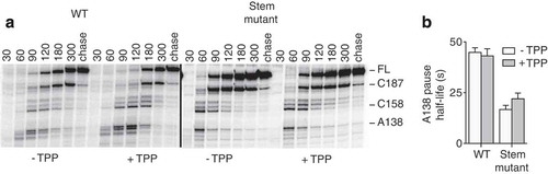 Figure 4. Importance of the A138 stem-loop for riboswitch transcriptional pausing.(A) Transcription kinetics experiments performed on the wild-type and stem mutant thiC riboswitch using 25 µM NTP, in absence and presence of 10 µM TPP. Pause sites A138, C158 and C187, and full-length product (FL) are indicated on the right, and sampling times are indicated on top of the gel. (B) Quantification of the half-life of the A138 transcriptional pause in the context of the wild-type and stem mutant thiC riboswitch, in absence and presence of 10 µM TPP.