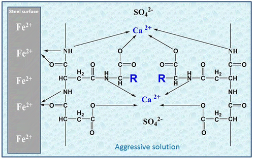 Figure 16. Schematic illustration of corrosion and scale inhibition mechanism of the Synthesized PASP derivatives, R=–CH (CH3)2 in case of Val-PASP, R=_CH2–CH (CH3)2 in case of Leu-PASP.