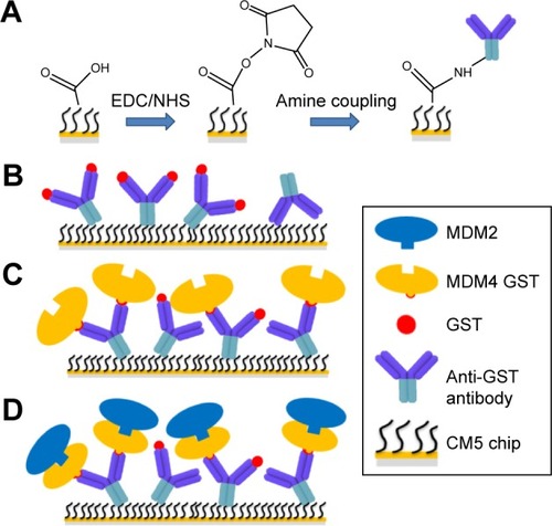 Figure 3 Sketch of the SPR experiment.Notes: (A) The CM5 matrix was activated by injecting a mixture of EDC and NHS, then the amine coupling was performed; by fluxing the anti-GST antibody over the active surface, its amino groups spontaneously reacted with the NHS esters of the substrate to form covalent links. (B) In the reference Fc1, anti-GST antibody antigen sites were saturated with GST. (C) In Fc2, the MDM4–GST was captured by the anti-GST antibody, then the antigen sites were saturated with GST. (D) During binding experiments, MDM2 specifically interacted with MDM4 in the Fc2.Abbreviations: CM5, carboxymethylated dextran; EDC, N-ethyl-N-(3-diethylaminopropyl) carbodiimide; Fc1, flow cell 1; Fc2, flow cell 2; GST, glutathione S-transferase; MDM2, murine double minute 2; MDM4, murine double minute 4; NHS, N-hydroxysuccinimide; SPR, surface plasmon resonance.