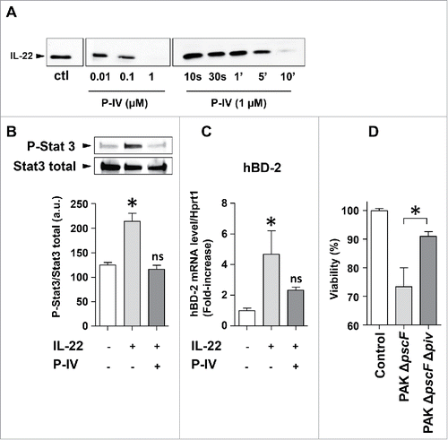 Figure 2. The effect of IL-22 cleavage by protease IV on the lung epithelial immune response. (A) IL-22 (50ng) was incubated with various concentrations of purified P. aeruginosa protease IV (P-IV) or 1µM protease for various times (10 s to 10 min). Proteins were extracted after incubation for 30 min, or at other times as indicated, and analyzed by western blotting using an anti-IL-22 antibody. (B, C) IL-22 was incubated with 1 µM protease IV (or left untreated as a control) for 30 min at 37°C and the reaction stopped by adding excess protease inhibitor cocktail. Human bronchial epithelial BEAS-2B cells were then challenged with or without 20 ng/mL recombinant IL-22. (B) The amount of active, serine-phosphorylated STAT3 transcription factor (p-STAT3) in cell lysates was determined by protein gel blotting. The p-STAT3 signal was normalized to that of the total STAT3 signal. (C) The concentration of β-defensin 2 (BD-2) mRNA was determined by RT-qPCR and normalized to that of Hprt1 mRNA. (D) Bronchial epithelial BEAS-2B cells were infected at multiplicity of infection of 0.1 for 20 hours, with either PAK ΔpscF (a P. aeruginosa mutant strain with deletion only on a critical gene encoding the type III secretion system) and PAK ΔpscF Δpiv (a P. aeruginosa mutant strain with deletions on the gene encoding the type III secretion system as well as on the gene encoding protease IV). We assessed the viability of the cells after incubation with the bacteria by a colorimetric method. Results are expressed as the mean ± SEM of 3 independent experiments. *: P ≤ 0.05; ns: not significant.
