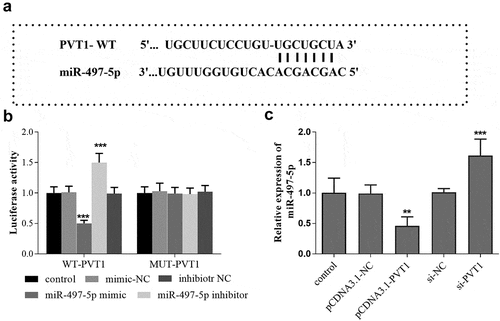 Figure 3. Targeted regulatory relationship between PVT1 and miR-497-5p. Starbase predicted the binding sites between PVT1 3ʹUTR and miR-497-5p (a). Luciferase activity assay was performed, and the luciferase activity (b) of cells in the different groups was detected. The levels of miR-497-5p (c) in cells under different transfection were measured using qRT-PCR. ** P < 0.01, *** P < 0.001, compared with control group