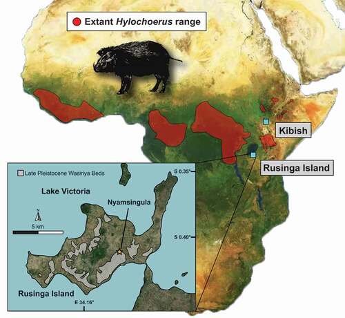 Figure 1. Map of Africa showing the current geographical distribution of extant Hylochoerus according to the IUCN and the location of fossil sites discussed, including Kibish, in Ethiopia, and the Late Pleistocene Wasiriya Beds and the Nyamsingula locality of Rusinga Island, in Kenya