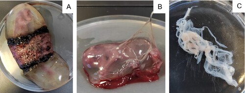 Figure 2. Isolation of canine amniotic membrane stem cells. A: Fetus in the first-third of the gestational period surrounded by the placenta. B: Dissection of amniotic membrane. C: Amniotic membrane in a culture plate.