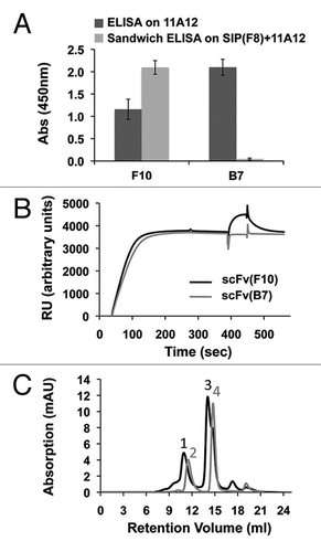 Figure 3 Experimental evidence of non-overlapping epitopes on EDA, recognized by the scFv(F8) and scFv(2H7) antibodies. (A) ELISA and sandwich ELISA results are depicted in dark grey and light grey column, respectively, using microtiter plates coated with the recombinant 11A12 fragment of fibronectin (ELISA) or the F8 antibody (sandwich ELISA). (B) BIAcore experiments were performed on 11A12-coated CM5 chips. The F8 antibody in the small immunoprotein (SIP) formatCitation15 was injected at saturation, followed by injection of either scFv(F10) (black line) or the negative control scFv(B7) antibody (light grey). The EDA epitope recognized by scFv(B7) is identical to the one recognized by the F8 antibody. (C) Triple complex formation of SIP(F8), 11A12 and scFv(F10) in size exclusion chromatography on Superdex 200. Peak 1 corresponds to the triple complex made by SIP(F8) + 11A12 + scFv(F10); peak 2 corresponds to SIP(F8) + 11A12; peak 3 corresponds to scFv(F10) + 11A12; peak 4 corresponds to 11A12 antigen alone.