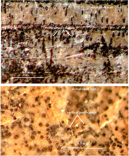 Figure 5. A, B. Cosmoceras sp. Specimen no. Mo 199805. A. Vertical section of the dorsal shell wall to show the vertical pore-canals; the cavities of the canals are filled with pyrite. B. Vertical pore-canals at higher magnification.