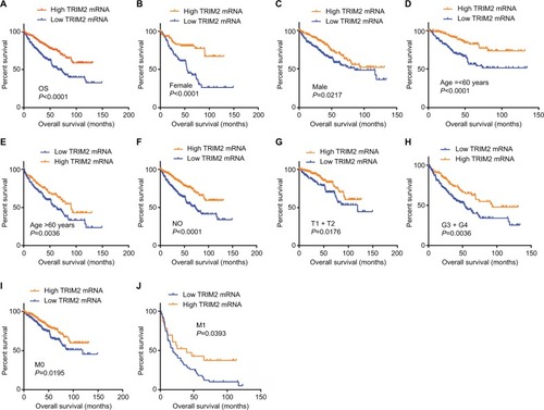 Figure 4 Low level of TRIM2 mRNA predicts poor overall survival rate in ccRCC patients.Notes: (A) The ccRCC patients from TCGA-KIRC database were divided into low TRIM2 expression group and high TRIM2 expression group according to the median expression value of TRIM2 mRNA level. The correlation between TRIM2 expression and overall survival time of total ccRCC patients was analyzed by Kaplan–Meier. Overall survival analysis toward the expression of TRIM2 mRNA was performed in subgroups of ccRCC patients: (B) female, (C) male, (D) age ≤60 years, metastasis status, (E) age >60 years, (F) N0 stage, (G) T1+ T2, (H) G3+ G4 stage, (I) nonmetastasis status, and (J) metastasis status.Abbreviations: ccRCC, clear cell renal cell carcinoma; TCGA, The Cancer Genome Atlas; TRIM2, tripartite motif 2.