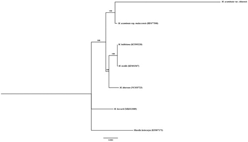 Figure 1. Maximum likelihood tree based on 7 complete chloroplast genomes of Musacaea.