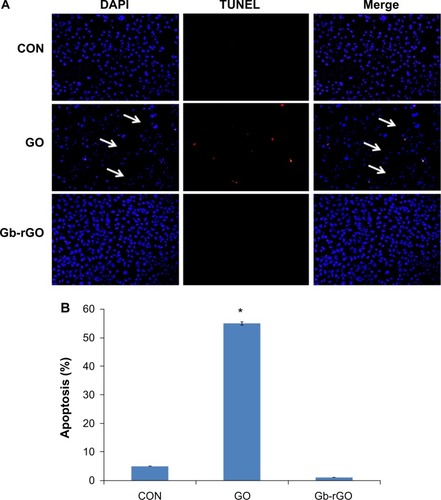 Figure 10 (A and B) Detection of apoptosis by terminal deoxynucleotidyl transferase-mediated deoxyuridine triphosphate nick-end labeling (TUNEL) assay. Fluorescent staining of MDA-MB-231 cells after 24 hours’ treatment with graphene oxide (GO) and Ginkgo biloba extract-reduced GO (Gb-rGO) (100 μg/mL) using TUNEL assay. Representative images are shown for apoptotic deoxyribonucleic acid fragmentation (red staining) and corresponding nuclei (blue staining). The arrows indicate the detachment of cells from the dish (A). MDA-MB-231 cells were treated with GO and Gb-rGO (100 μg/mL) for 24 hours. The percentage of death cells was quantified using the cell-death detection kit. The experiments were performed in triplicate; data shown represent means ± standard deviation of three independent experiments. *P<0.05 compared with untreated cells (B).Abbreviations: DAPI, 4′,6-diamidino-2-phenylindole; CON, control.