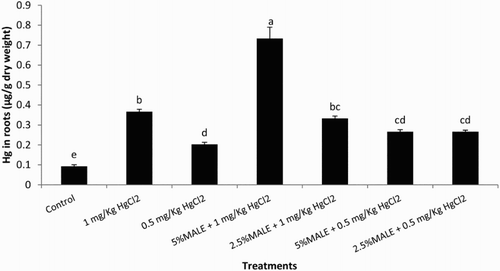 Figure 1. Effect of MALE on bioaccumulation of Hg in roots (LSD: 0.085) of maize. Means sharing a common English letter are statistically similar.