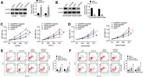 Figure 7 CNTN1 overexpression promoted cisplatin resistance in OC cells. (A and B) Western blot was used to research the transfection efficiency of OC cells. (C and D) CCK-8 assay was performed to research OC cell proliferation. (E and F) Flow cytometry was used for the detection of OC cell apoptosis. *p<0.05 relative to the oeCtrl group or siCtrl group. **p<0.01 relative to the oeCtrl group or siCtrl group. ##p<0.01 relative to the oeCNTN1 group or siCNTN1 group. All experiments were performed in triplicate.