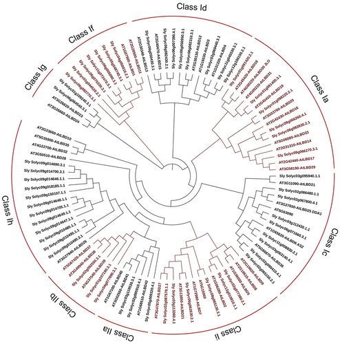Figure 4. Phylogenetic analysis of tomato and Arabidopsis LBD genes.