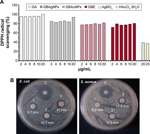 Figure 7 AuNPs and AgNPs synthesized from GBE exhibited free radical scavenging activity.Notes: (A) Comparative DPPH radical scavenging activity of gallic acid, GBAgNPs, GBAuNPs, GBE, and gold and silver salts. GBAgNPs showed the highest free radical scavenging activity (93.8%) compared to GBAuNPs (81.5%) and GBE (81%). AgNPs have antimicrobial activity against Gram-negative (E. coli) and Gram-positive (S. aureus) bacterial strains. (B) Antibacterial activity of GBAgNPs of various concentrations (1, 15 μg/disk; 2, 30 μg/disk and 3, 45 μg/disk) of synthesized GBAgNPs using GBE. Neomycin was used as assay control.Abbreviations: AgNPs, silver nanoparticles; AuNPs, gold nanoparticles; C, control; DPPH, 2,2-diphenyl-1-picrylhydrazyl; E. coli, Escherichia coli; GA, gallic acid; GBAgNPs, AgNPs from ginseng berry; GBAuNPs, AuNPs from ginseng berry; GBE, ginseng berry extract; S. aureus, Staphylococcus aureus.