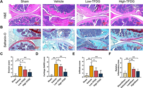 Figure 4 TFDG ameliorated the joint destruction. (A) H&E staining and (B) safranin-O/fast green staining of the knee joint of CIA mice. (Scale bar: 100μm) (C) Erosion score. (D) Cartilage OARSI score. (E) Infiltrate score. (F) Quantitative analyses of the relative inflammatory area of the knee joint. (*p<0.05 and **p<0.01 compared with the vehicle group, n=8 per group).