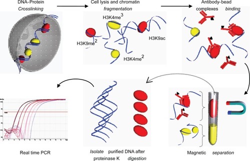 Figure 4 Quick and Quantitative Chromatin Immuno-precipitation (Q2ChIP). Cells were harvested and treated with sodium butyrate to allow DNA-protein crosslinking. Cells were lysed and sonicated to produce fragments (∼500 bp). Chromatin fragments were allowed to conjugate to ‘antibody-paramagnetic bead complexes’ (specific for H3K9ac). The solution is magnetically separated and purified fragments are reversed crosslinked and subjected to proteinase K digestion. Isolated DNA is now ready for downstream PCR processes.
