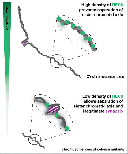 Figure 1. (Top panel) A high density of REC8 (green) present along sister chromatid axes (gray) in wild-type cells ensures their close association, preventing illegitimate inter-sister synapsis. (Lower panel) In cohesin mutants the absence of a high density of REC8 leads to appearance of axial openings, and illegitimate inter-sister synapsis formation at these sites.