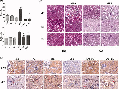 Figure 5. Ferrostatin-1 protected mice against renal dysfunction and renal tubular damage in LPS-induced AKI. Mice were administered a single dose of either 50 mg/kg ISL orally or 5 mg/kg ferroptosis inhibitor ferrostatin-1 intraperitoneally before 10 mg/kg LPS injection. (A) The level of SCr and BUN in mice. (B) The results of H&E and PAS staining. (C) Immunohistochemical staining with GPX4 and xCT in mice kidney. Magnification: ×400. ‘*’ means compared with the LPS group and p < 0.05.