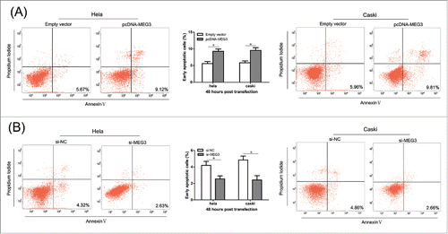 Figure 4. Effects of MEG3 on cervical cancer cells apoptosis in vitro. (A) Overexpression of MEG3 promotes the apoptosis of Hela and CaSki cells. (B) Knockdown of MEG3 reduced the apoptosis of Hela and CaSki cells. ＊P < 0.05.