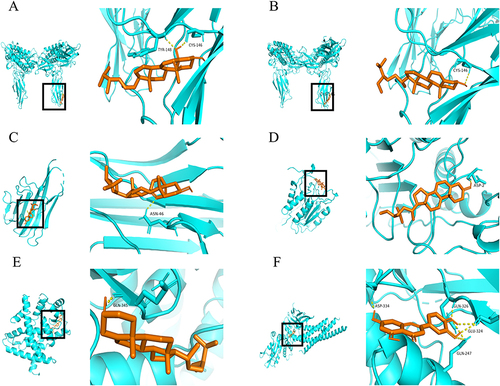 Figure 5 Part of molecular docking results. (A) IL6 and Cerevisterol. (B) IL6 and Beta-Sitosterol. (C) TNF and Ergosterol Peroxide. (D) CASP3 and Beta-Sitosterol. (E) PPARG and Sitosterol. (F) STAT3 and Luteolin.