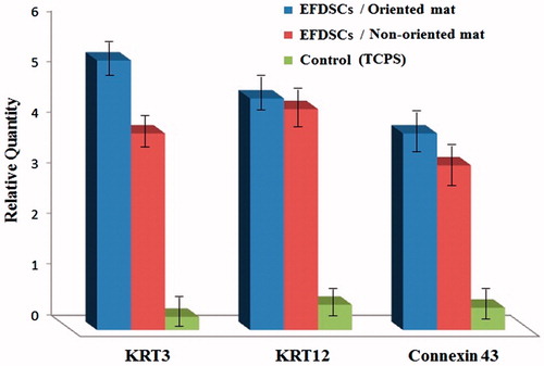 Figure 7. Expression level of KRT3, KRT12, Connexin 43, negative control (NC) for eyelid fat derived stem cells (EFDSCs) after culture on the (A) non-oriented nanofibrous gelatin mat, (B) oriented nanofibrous gelatin mat, and (C) control (TCPS) after 15 d induction by air lifting method (P < 0.001).