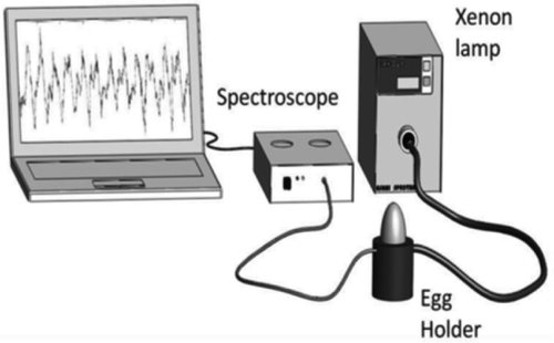 FIGURE 2 Experimental set-up for the measurements of transmission spectroscopy (LAX-Cute, 100W Xenon light source, Asahi Spectra).