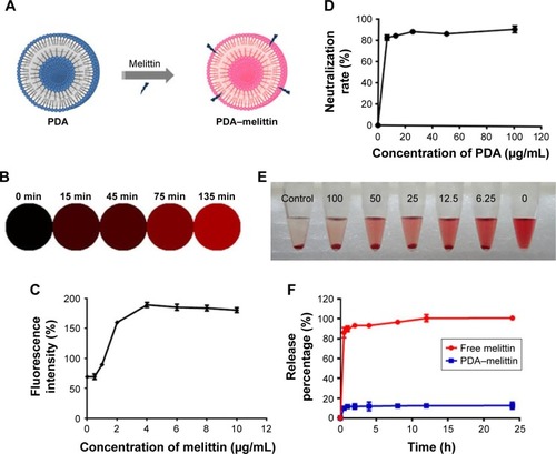 Figure 2 Interaction between PDA nanoparticles and melittin.Notes: (A) Schematic presentation of the color variation after PDA binding with melittin. The solution color turns from blue to red after incubation at 37°C for 30 min. (B) The fluorescence alteration of PDA nanoparticles (20 mg/mL) after binding with melittin under a microscope at different time points. The fluorescence turned from none to red. (C) The red fluorescence intensity of PDA nanoparticles that were incubated with melittin of different concentrations at 37°C for 30 min. (D) The neutralization rate of PDA nanoparticles to melittin (5 μg/mL) at different ratios. (E) Centrifuged RBCs after incubated with melittin (5 μg/mL) combined with different concentrations of PDA nanoparticles. (F) Drug release of free melittin and PDA–melittin in vitro.Abbreviations: PDA, polydiacetylene; RBCs, red blood cells.