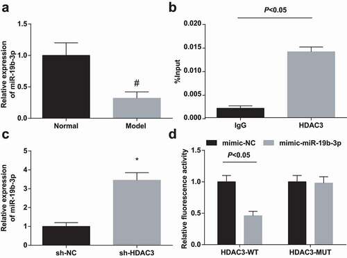 Figure 3. HDAC3 binds to the promoter of miR-19b-3p. (a). RT-qPCR detected miR-19b-3p expression in renal tissues of HN rats; (b). ChIP detected HDAC3 recruitment to the miR-19b-3p promoter; (c). RT-qPCR detected miR-19b-3p expression after down-regulation of HDAC3. Data were expressed as mean ± standard deviation. The t-test was used for comparison between two groups. # P < 0.05 compared with the normal group; * P < 0.05 compared with the sh-NC group.