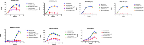 Figure 2 Influence of AlgC and GalU in drug resistance of H. pylori. Growth curves of Hp26695, ΔalgC, ΔalgC/algC*, ΔgalU and ΔgalU/galU* with CLA (0.023 µg/mL), RIF (0.094 µg/mL), TET (0.094 µg/mL), AMO (0.125 µg/mL), LEV (0.125 µg/mL) and MNZ (2 µg/mL). The data represents the mean ± SEM of three independent experiments.