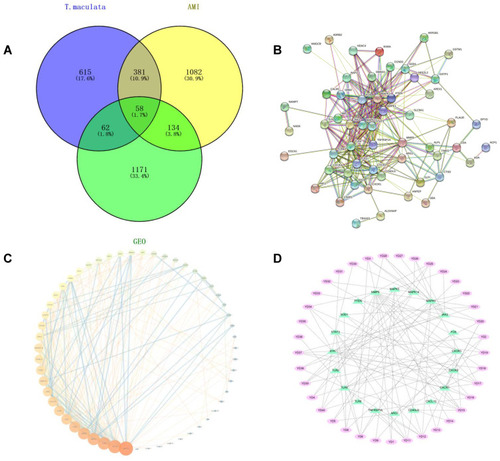 Figure 3 Results of network construction. (A) Venn diagram of component-disease intersection targets; (B) PPI network; (C) topological analysis results of PPI network; (D) results of “key components-core targets” network.