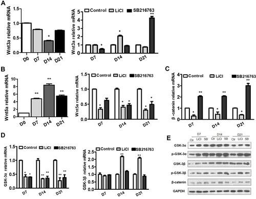 Figure 5 Effects of GSK-3 inhibitors on WNT signaling during adipogenesis differentiation. (A and B) Changes of the Wnt3a and Wnt5a mRNA levels during normal adipogenesis differentiation and after intervening with LiCl and SB216763 for 7, 14 and 21 days. (C and D) Changes of the β-catenin, GSK-3α and GSK-3β mRNA levels during adipogenesis differentiation after intervening with LiCl and SB216763 for 7, 14 and 21 days. (E) Changes of GSK-3α, GSK-3β, β-catenin, p-GSK-3α and p-GSK-3β protein levels after intervening with LiCl and SB216763 for 7, 14 and 21 days (* p<0.05, **p<0.01).