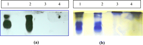 Figure 3.  Isoforms of specific trypsin and chymotrypsin proteases using overlay technique. (a) Trypsin like proteases (using BApNA substrate) and (b) chymotrypsin like proteases (using SAALpNA substrate).