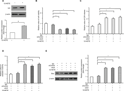 Figure S2 3 µM 12-HETE also protects against cell apoptosis by the ILK pathway in ovarian cancer cells. (A) The expression of ILK was significantly upregulated by 3 µM 12-HETE in OVCAR-3 cells. (B) Treatment with 3 µM 12-HETE led to the increased cell viability in OVCAR-3 cells, which was attenuated by ILK siRNA. (C) 12-HETE-inhibited release of LDH induced by SD was mitigated by the knockdown of ILK. (D) Treatment with 3 µM 12-HETE inhibited the activation of caspase-3 induced by SD through the ILK pathway. (E) ILK participated in the 12-HETE-mediated inhibition of Bax expression in OVCAR-3 cells. *P<0.05.Abbreviations: ILK, integrin-linked kinase; LDH, lactate dehydrogenase; SD, serum deprivation; 12-HETE, 12-hydroxyeicosatetraenoic acid.