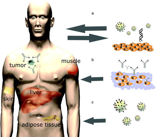 Figure 1.  There are three approaches through which stable long-term expression and secretion of therapeutic antibodies in vivo could be achieved: A) grafting of ex vivo genetically modified autologous cells, B) implantation of ex vivo transduced cells encapsulated within artificial semi-permeable membranes, and C) direct in vivo administration of mAb gene-carrying vectors.