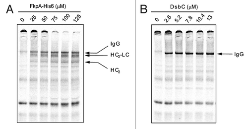 Figure 4. FkpA and DsbC-mediated folding. The independent effects of FkpA and DsbC on IgG folding were assessed. (A) The addition of FkpA to 100 μl IgG OCFS reactions significantly enhanced HC and LC solubility but had a limited impact on IgG assembly. (B) The addition of DsbC dramatically enhanced IgG assembly, but could not eliminate protein aggregation.