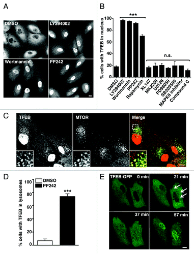 Figure 1. MTORC1 regulates the subcellular distribution of TFEB. (A) Immunofluorescence confocal microscopy showing nuclear localization of recombinant TFEB-Flag in ARPE-19 cells incubated with MTORC1 inhibitors. (B) Quantification of the nuclear localization of TFEB in ARPE-19 cells incubated with different kinase inhibitors. Values are means ± SD of three independent experiments. (C) Immunofluorescence confocal microscopy showing colocalization between TFEB-Flag and MTORC1 in ARPE-19 cells incubated with PP242 for 2 h. (D) Quantification of the lysosomal localization of TFEB in ARPE-19 cells incubated with PP242. (E) Still images of a time-lapse movie showing the sequential association of TFEB-GFP with lysosomes and subsequent accumulation in the nucleus. Scale bars: 10 μm. ***p < 0.001; n.s.: not significant.